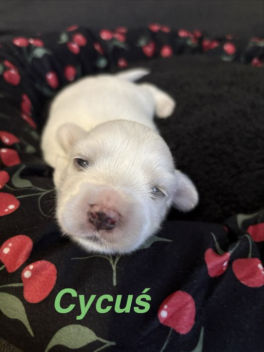 Do Rezerwacji Cycuś Maltańczyk