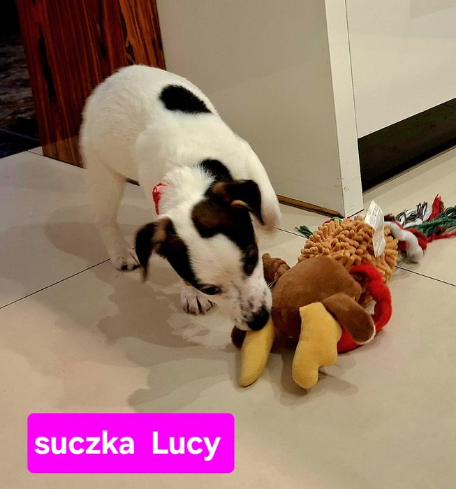 Suczka 5 m -cyJack Russell JUŻ DO ODBIORU !!!  krótkie nózki RODZIICEW