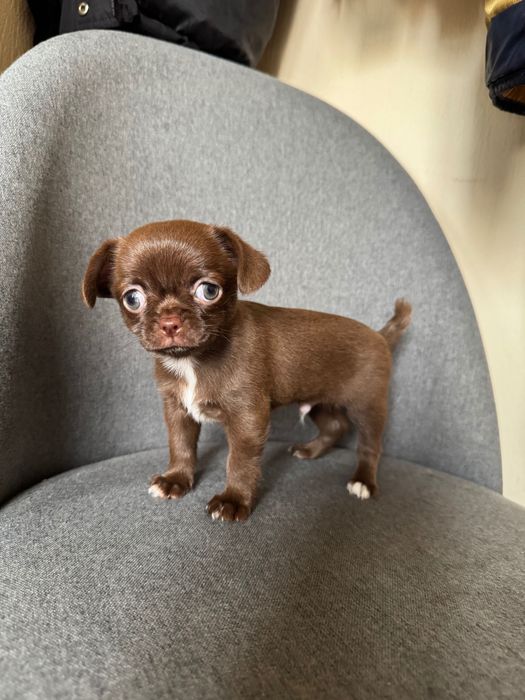 Чихуахуа Мини Стандарт - Мальчик