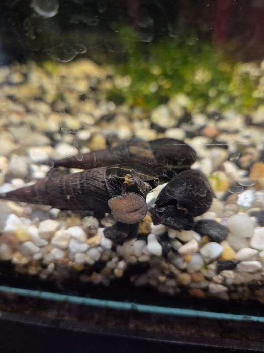 Ślimak tylomelania,,Black Devil