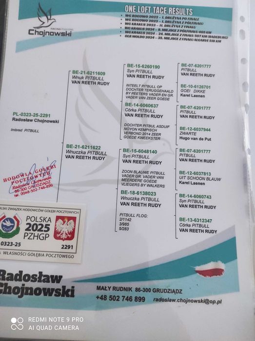 Gołębie pocztowe - rozpłodowe