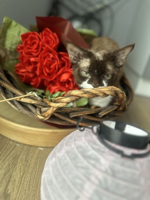 В разведение Devon Rex с Родословными