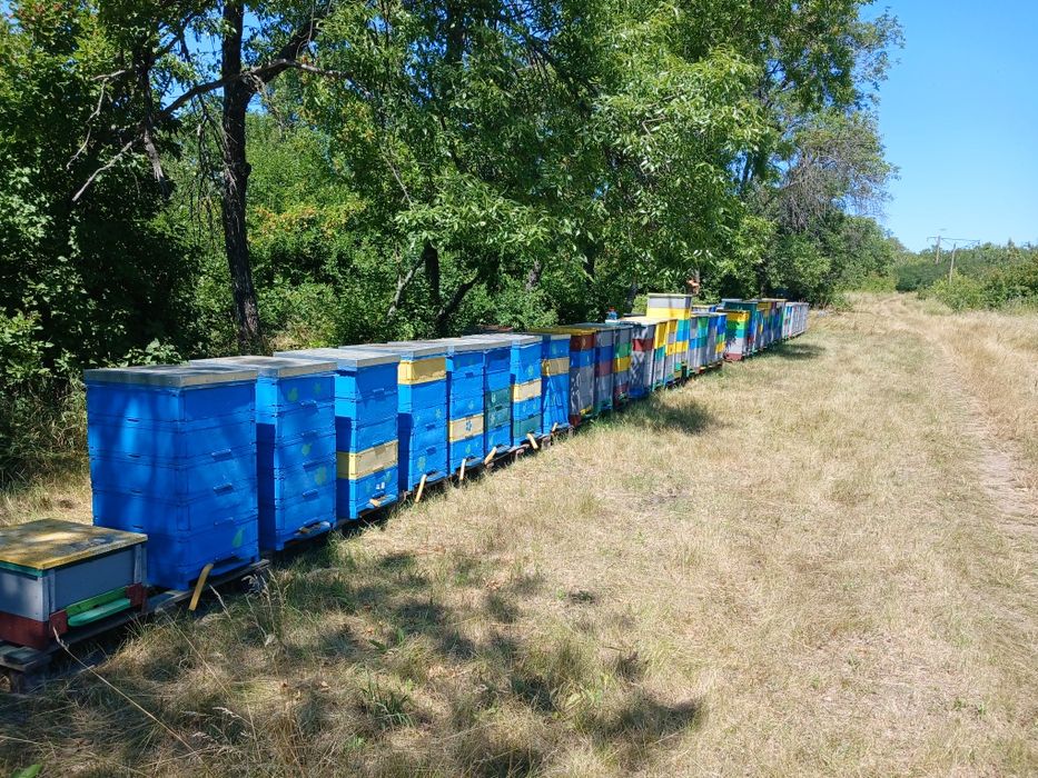Продам пасіку 70 бджолосімей