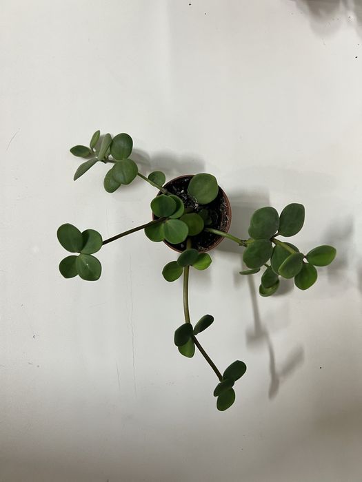 Церопегія звичайна,переромія хоуп