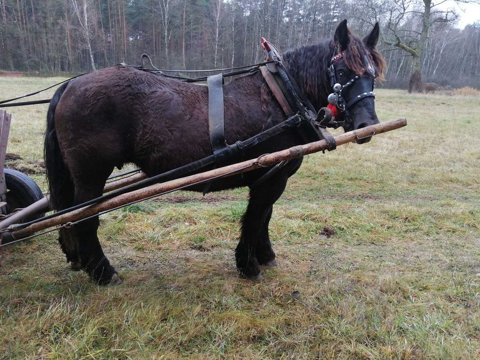 Sprzedam klacz karą 5 lat