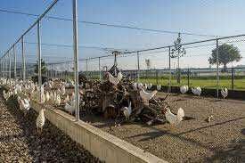 Kury Nioski młode z jajkami.Kurki zdrowe z wolnego-wybiegu.HURT-DETAL