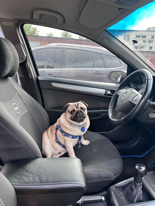 Гарний женіх шукає наречену