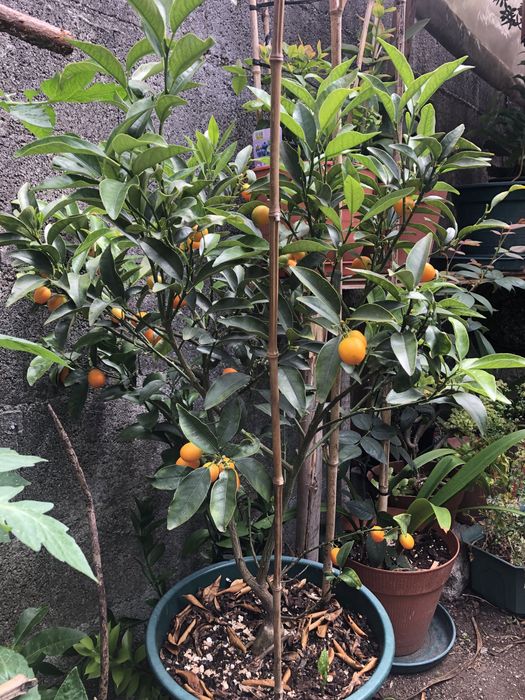Kumquat / Laranjeira Anã em Vaso (Carregada de Fruto e Muito Saudável)