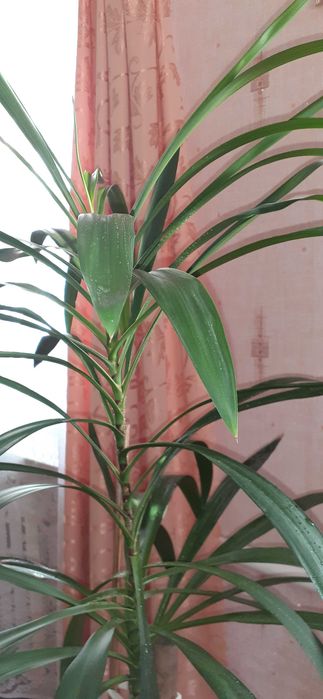 Продам Юкку кімнатну