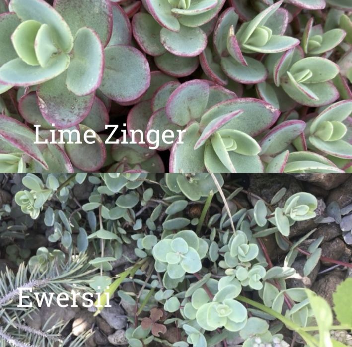 Очиток firecracker,angelina,medindorfa,variegata,lime zinger,ewersi