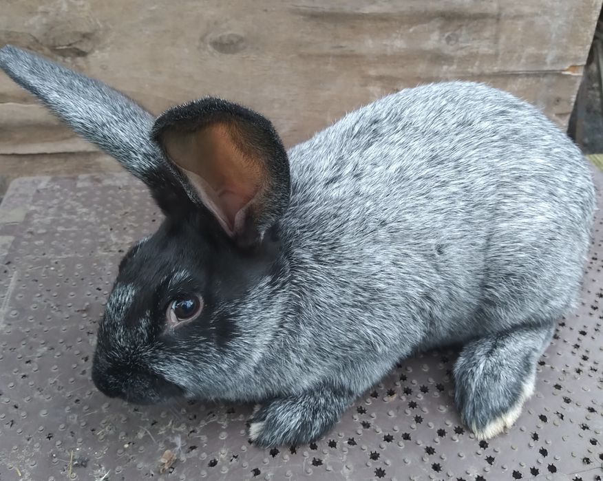 Кролики Полтавське срібло