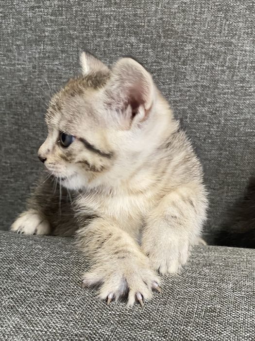 Котята скотишь двор)
