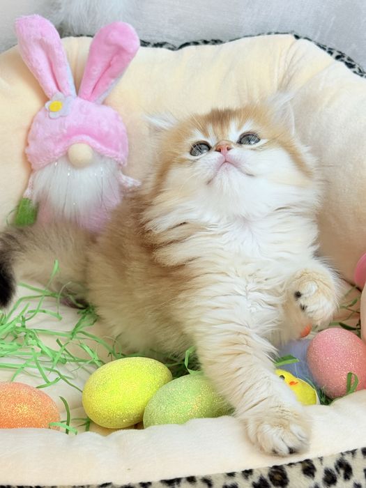 Золота шиншила 2 місяці