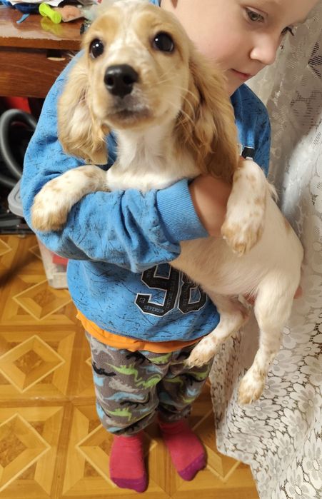 Вязка Кокер Спаниеля