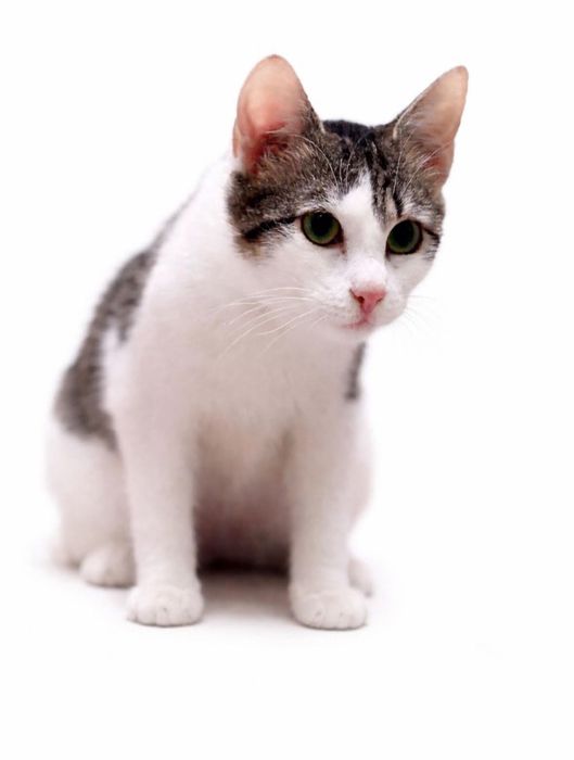 Bolek - kocurek do adopcji!