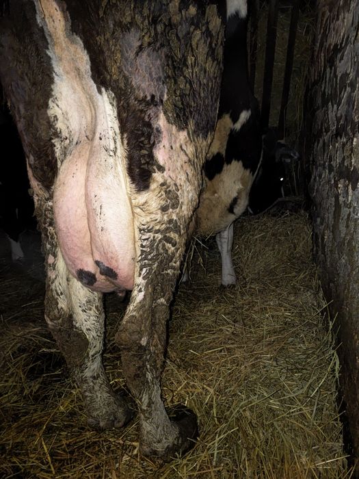 Продам 2 розтелені Корови.