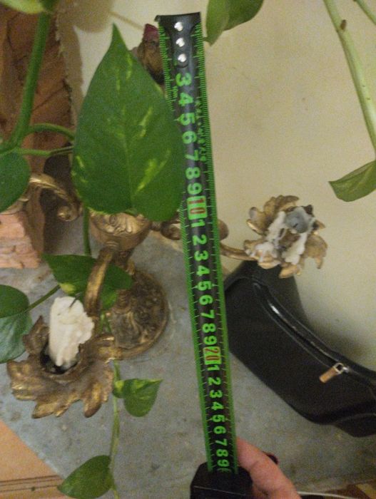 Сциндапсус эпипремнум