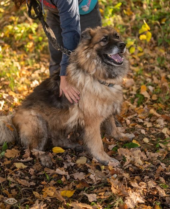Brutus pies schronisko Rybnik