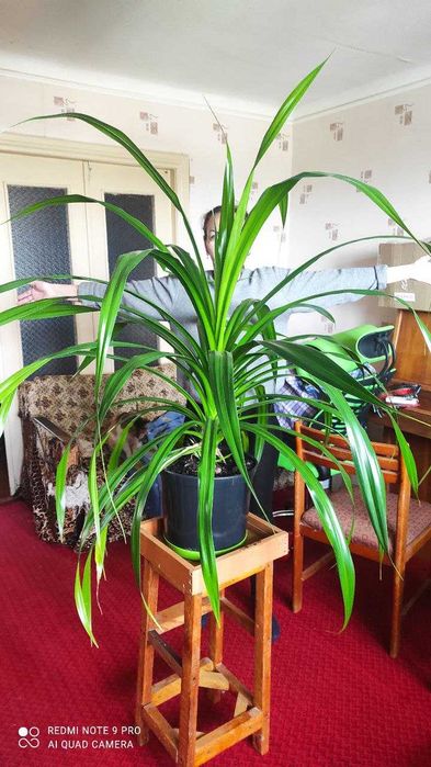 Древовидное растение панданус (Pandanus)