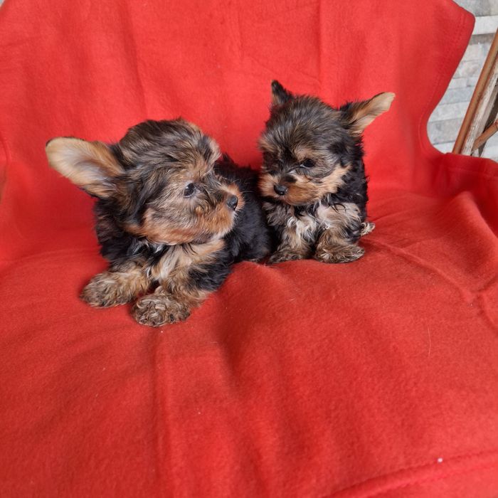 Yorkshire terrier piesek rodowód + wyprawka