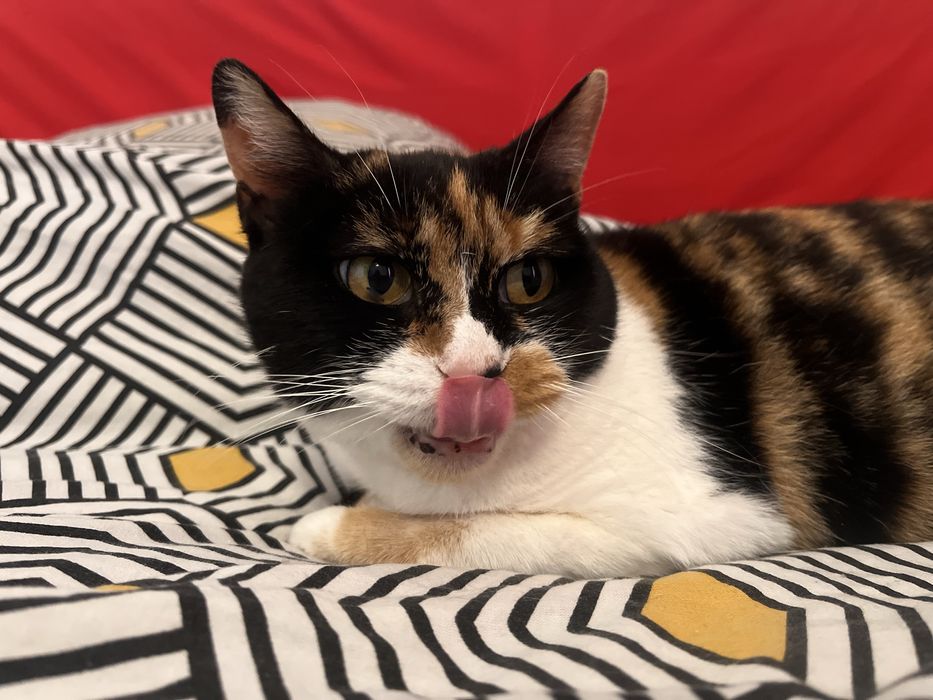 Mimi uma gata para adopção responsável