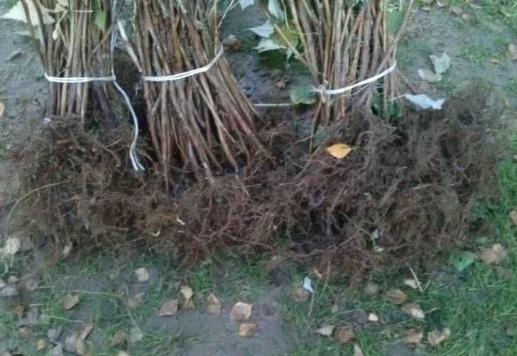 Sadzonki malin czerwone i żółte 12 odmian ! Maliny 70cm 2 letnie