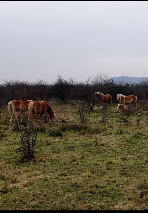 Продам кобили із лошатами