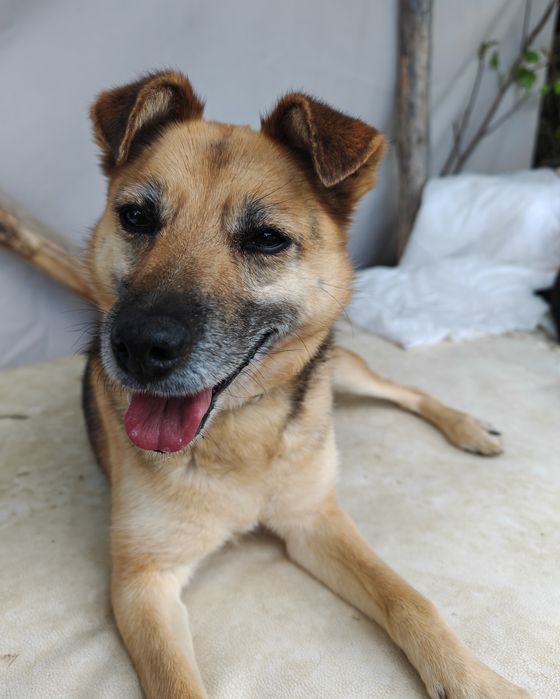 Jadzia szuka domu!!!