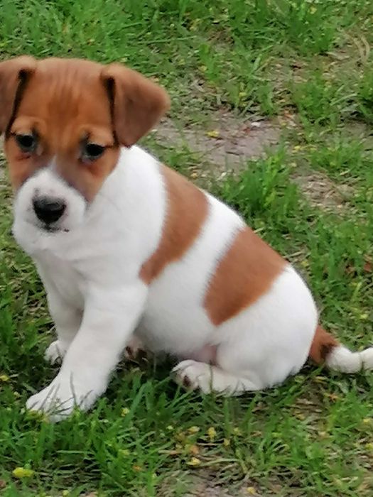 Jack russell terrier