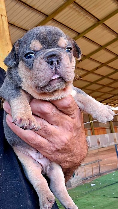 Bulldog francês Macho cor Blue And Tan