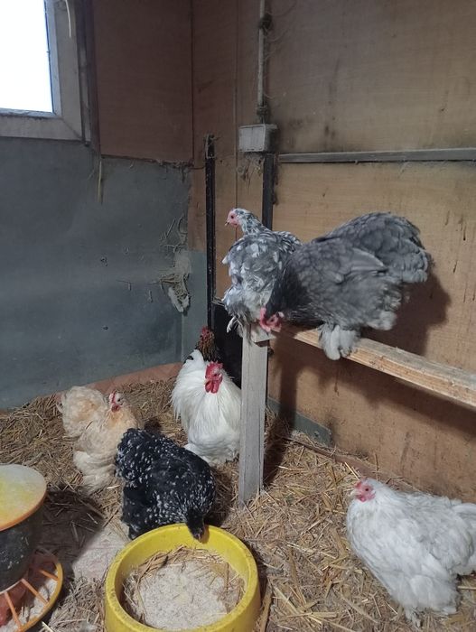 Kochin karzełek, miniaturowy pary, cena za parę