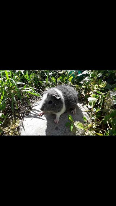 Морська свинка, тедді