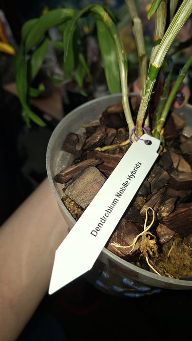 Орхідея дендробіум