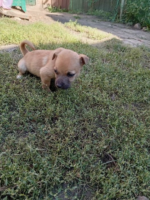 Подарую хороших собачок