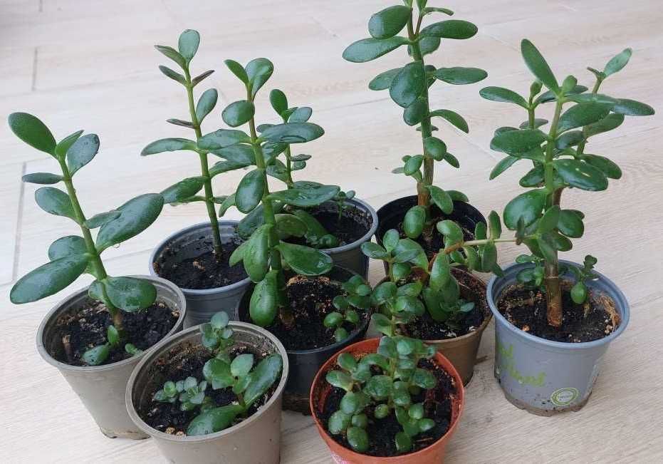 OKAZJA Drzewko Szczęścia Grubosz Crassula ovata