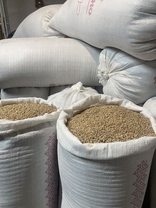 Пшениця.  Зерно. Пшениця