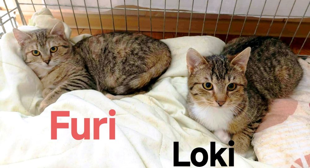 Cudne Loki i Furi proszą o dom ..
