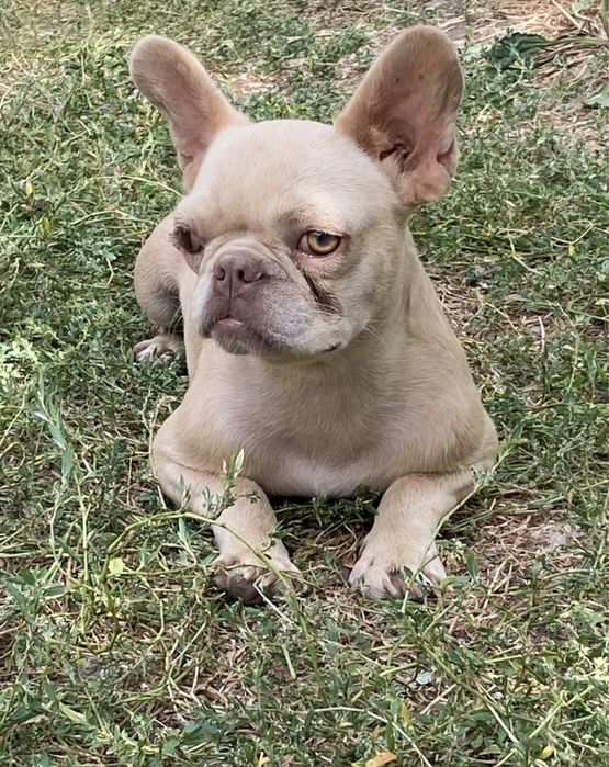 Кремова дівчинка в пет улюбленці