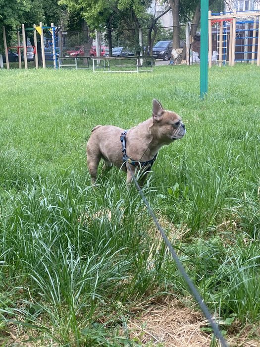 Французький красень шукає наречену