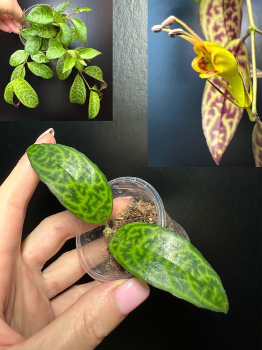 Оксаліс  Corymbosa, Пеперомія: Кавун, Грін бабл, Есхінантус