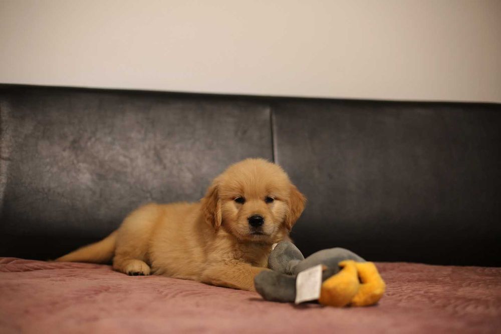 GOLDEN RETRIEVER- złoty szczeniak, ZKwP, piękny w typie