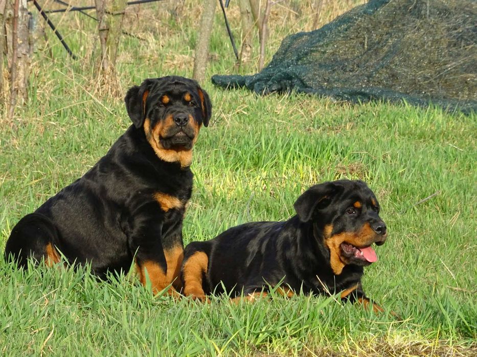 Лучшие щенки Ротвейлера!