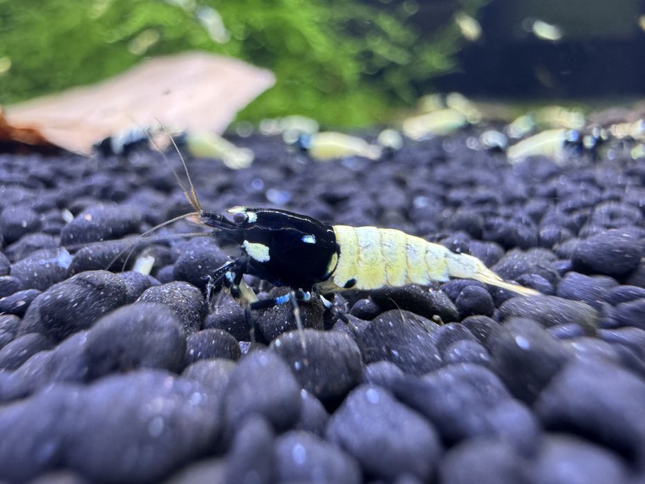 Krewerki Cardina Pinto Spotted Black