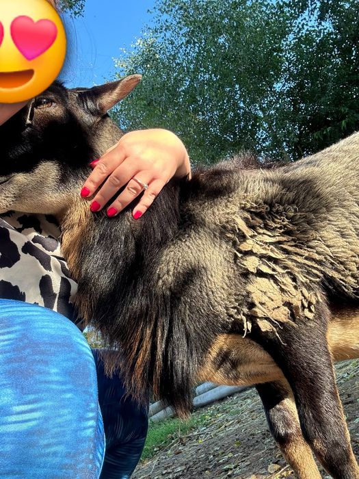 Baranek kameruński idealny dla dzjeci