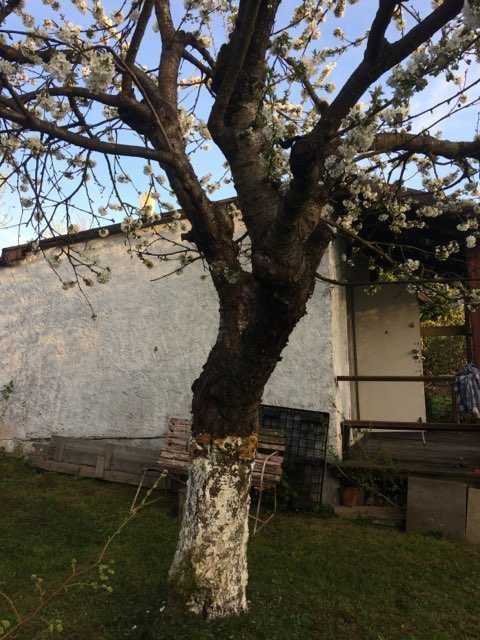 Działa z domkiem ROD Gdańsk Morena ul Myśliwska