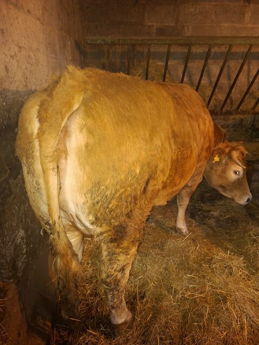 Sprzedam krowę limousine