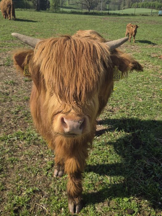 Byczek Highland szuka nowego stada
