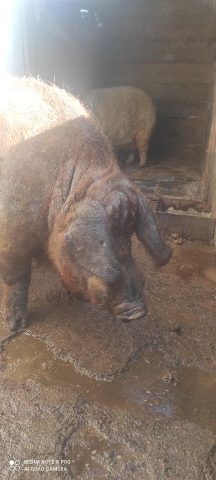 Продам кнура угорської мангалиці