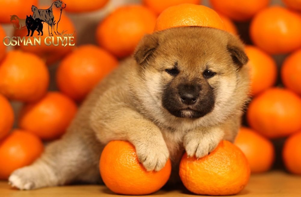 Перспективний хлопчик Шиба Сіба іну розплідник