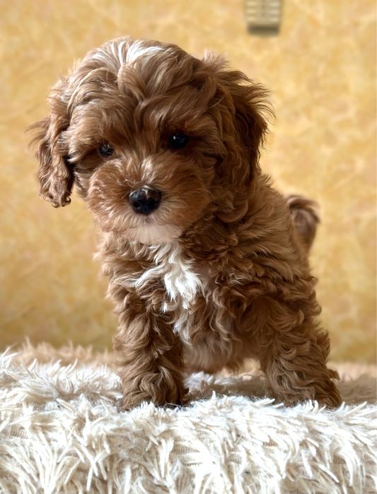 Мальтипу супер міні ред браун з чіпом та закордонними документами